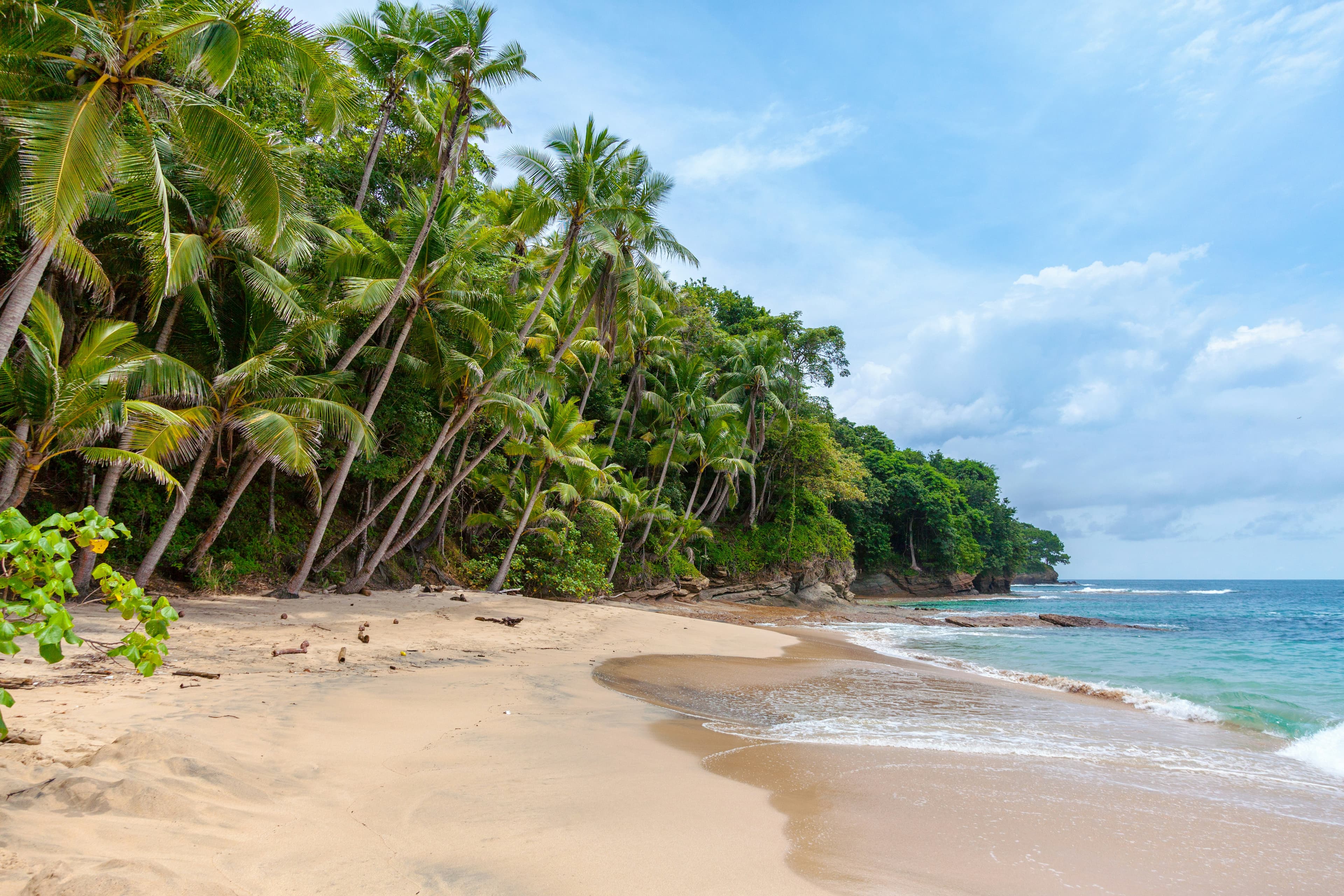 A palm-fringed tropical beach